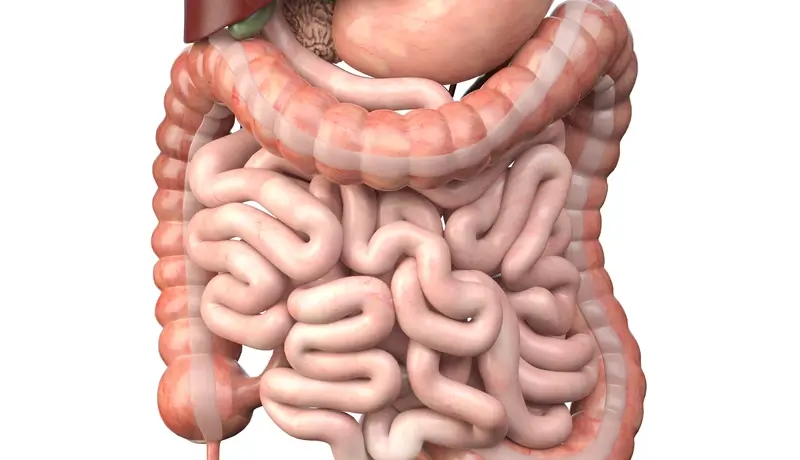 Diagram showing the human small and large intestines with detailed anatomy highlighting their structure and connections.