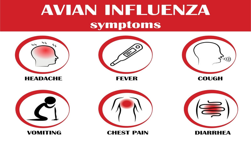 Avian Influenza Symptoms and Treatment Συμπτώματα και Πρόληψη Γρίπης Πτηνών