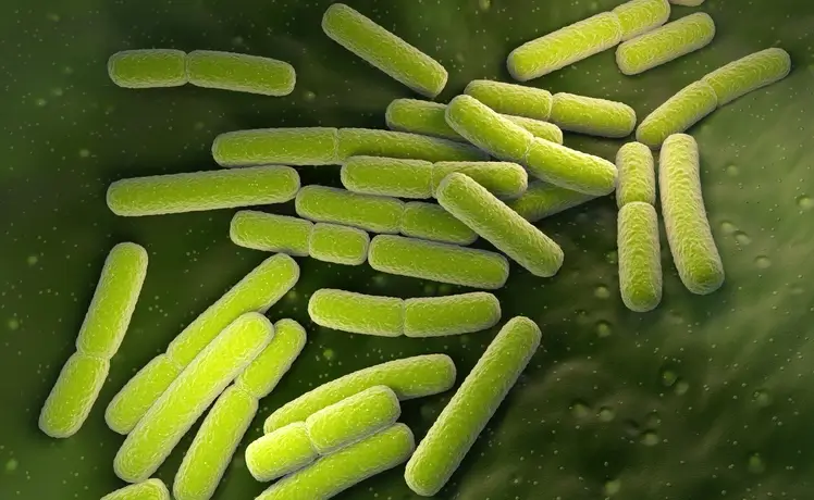 Μικροσκοπική εικόνα βακτηρίων E. coli σε πράσινο φόντο.