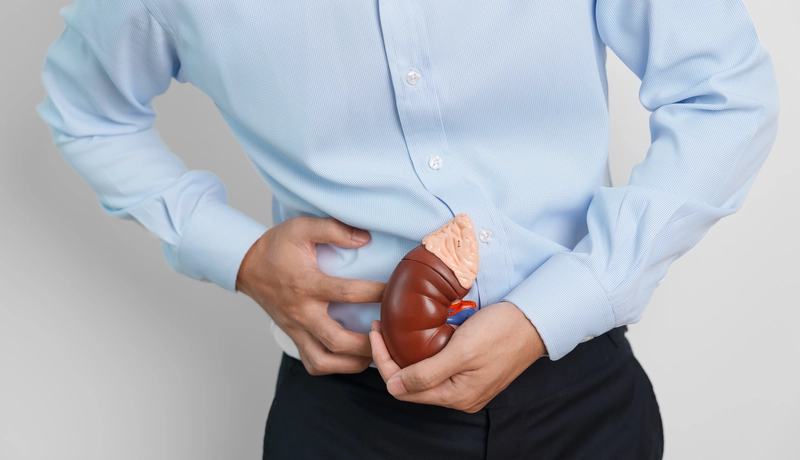 Person holding a kidney model against their abdomen to illustrate kidney pain or renal health issues.