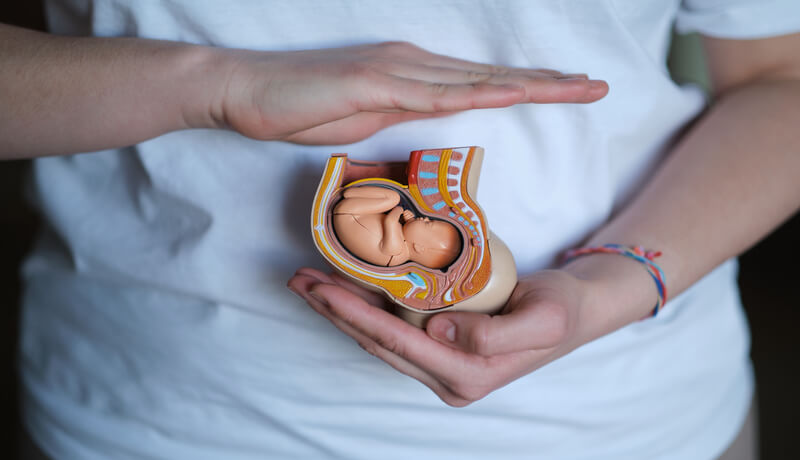 A skilled doula cradles a plastic model of an embryo, symbolizing her expertise in supporting