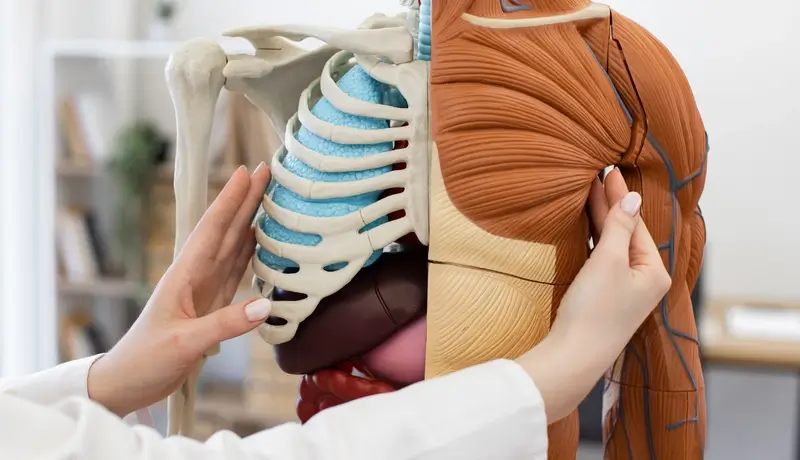 A close-up of a medical anatomy model showing ribcage and muscle structures, with a person pointing to specific details.