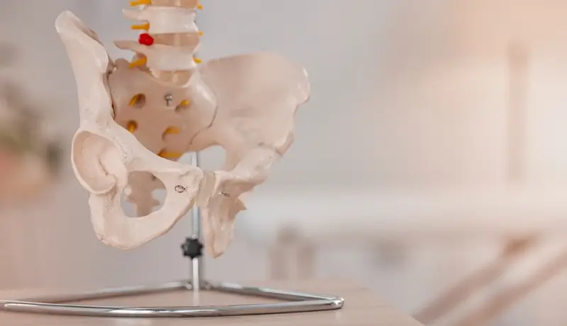 Anatomy, bones and skeleton in a medical, hospital and healthcare office to show pelvic hip bone.