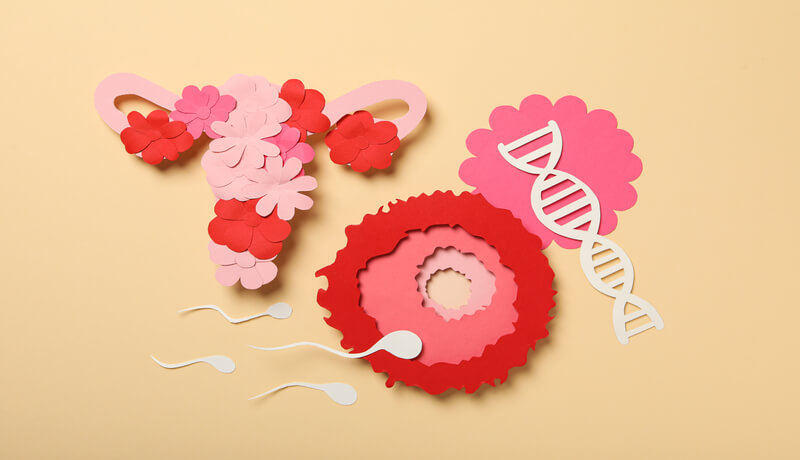 Concept of fertilization, period of ovulation, ovum.