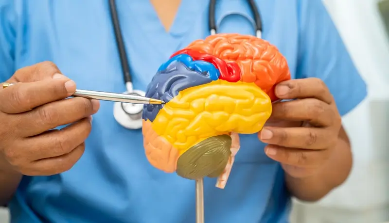 Asian doctor holding brain anatomy model for study diagnosis and treatment