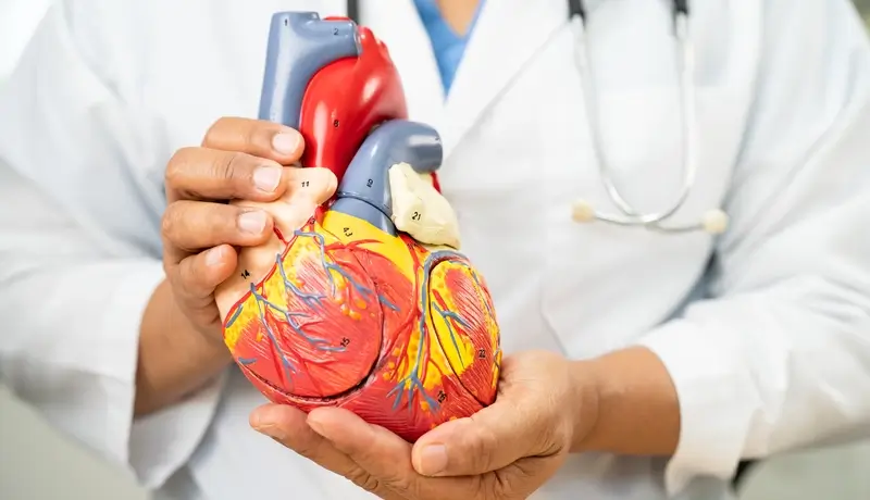 A medical professional holding a detailed anatomical model of the human heart, emphasizing its structure and function.