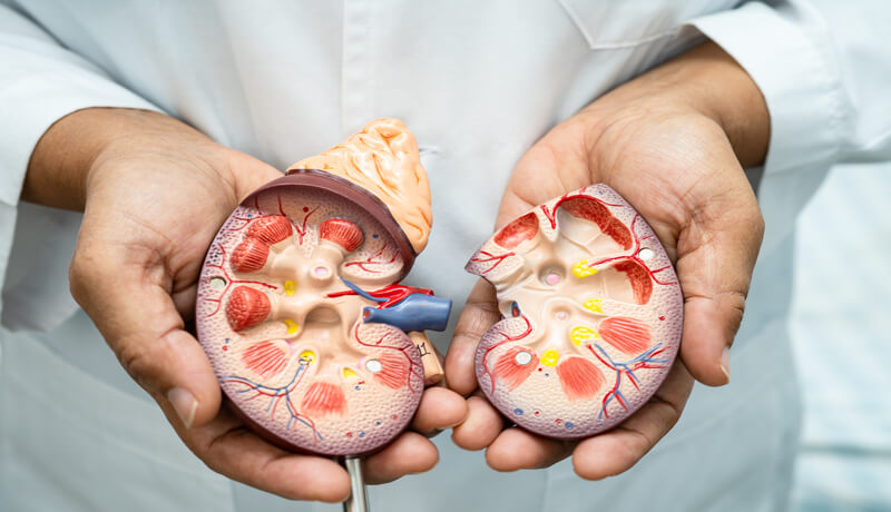Kidney disease, Chronic kidney disease ckd, Doctor with human model to study and treat in hospital.