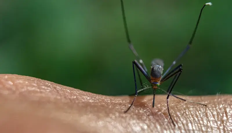Close-up of an Anopheles mosquito on human skin, potentially transmitting malaria.