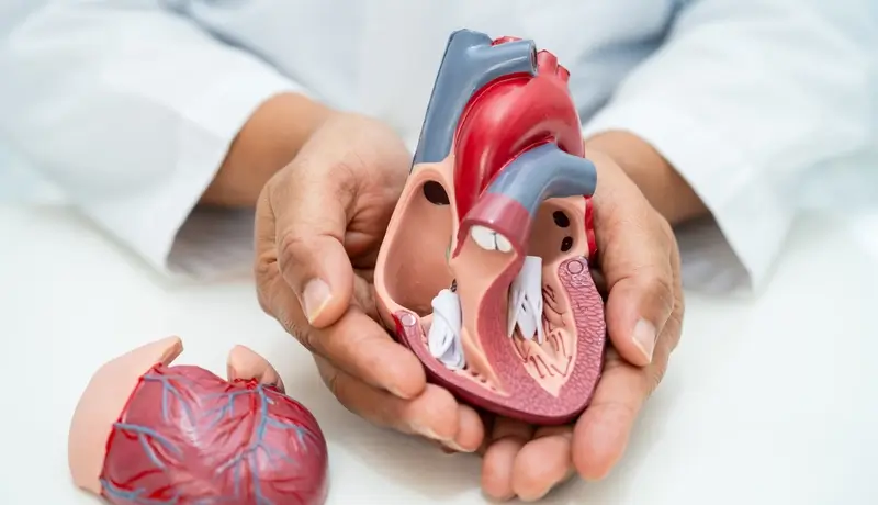 A doctor holding a detailed anatomical model of the heart, showing its internal structure and chambers.