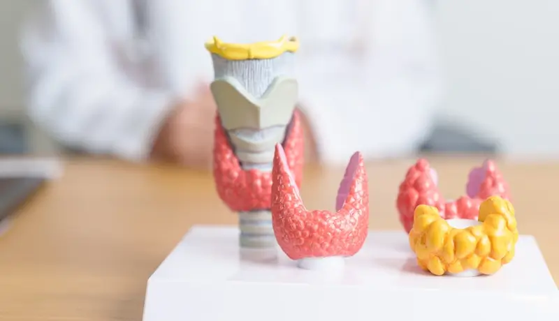 Thyroid gland 3D model on a doctor's desk