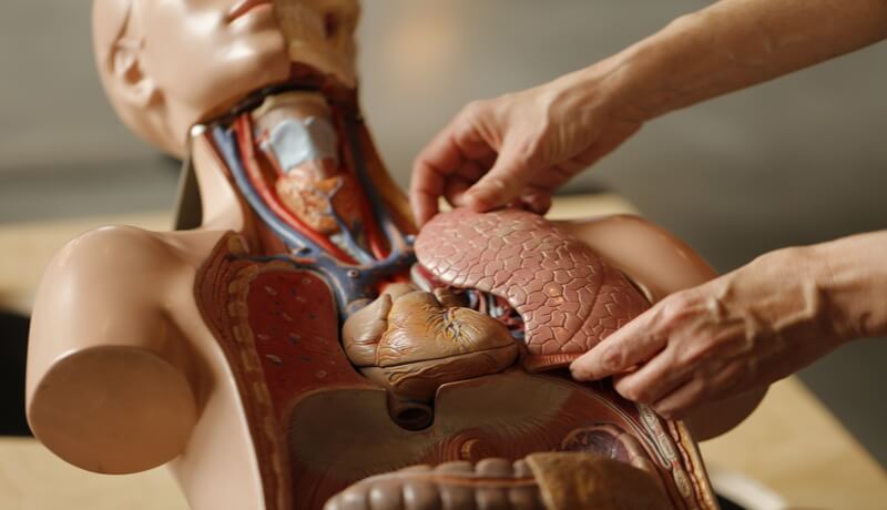 a plastic dummy and 2 human hands showing the organs anatomy