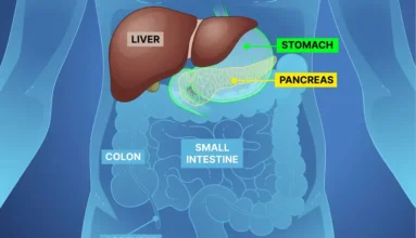 A human body showing where the pancreas is located