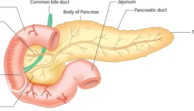 a picture of showing the anatomy of pancreas