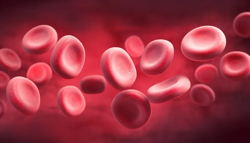 Red Blood Cell in an artery, Blood Flow, medical human health-care